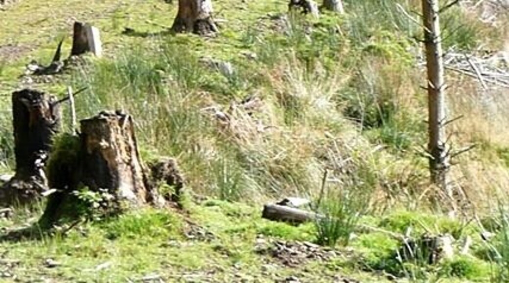 A forested hillside with numerous tree stumps and a single standing tree.