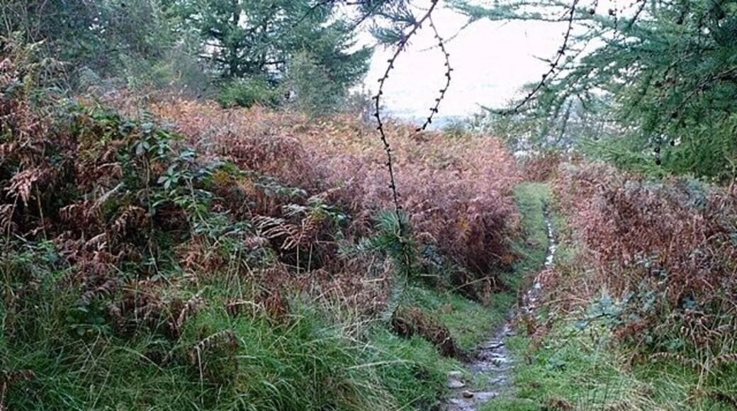 Descent from Gethin forest This track leads to the car park for Gethin forest, where there is an extensive path network.