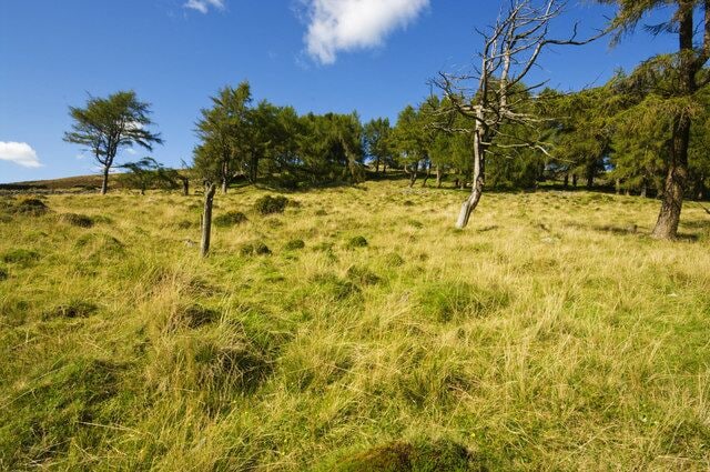 Group of Conifers Group of Coniferous trees on Craig Nantmelyn