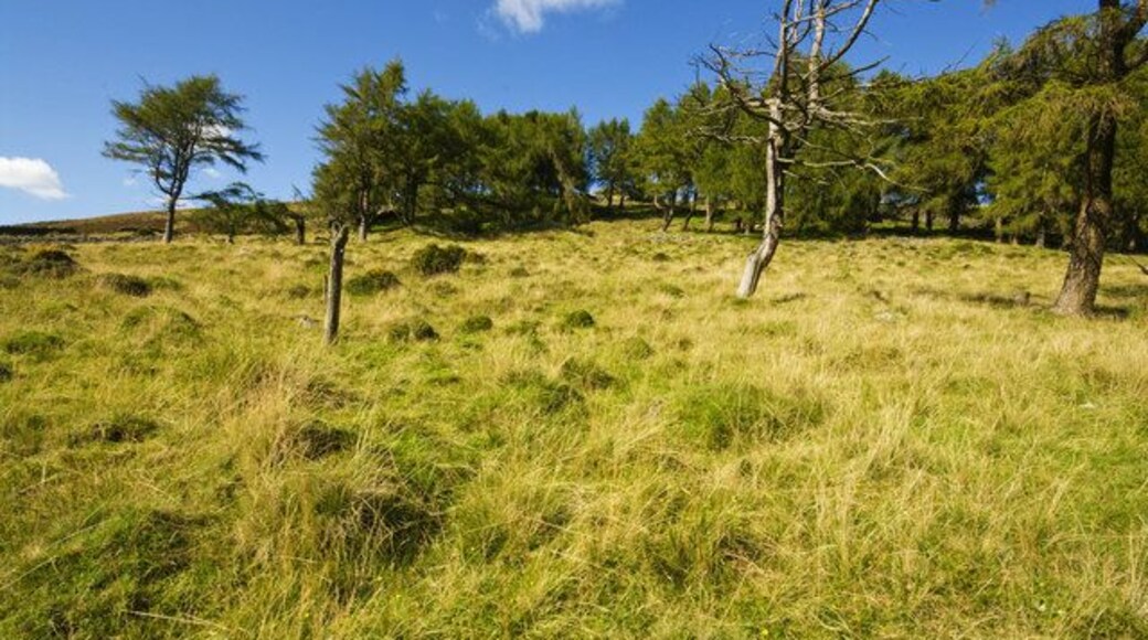 Group of Conifers Group of Coniferous trees on Craig Nantmelyn