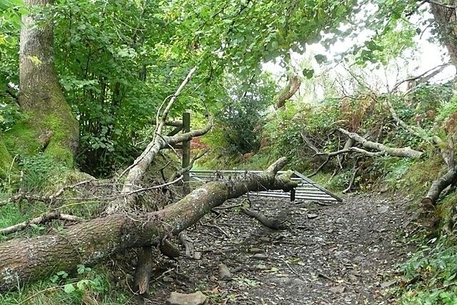 Track at Gethin woodland park A tree has fallen and seems to have taken the gate with it, but on closer inspection they were separate incidents.