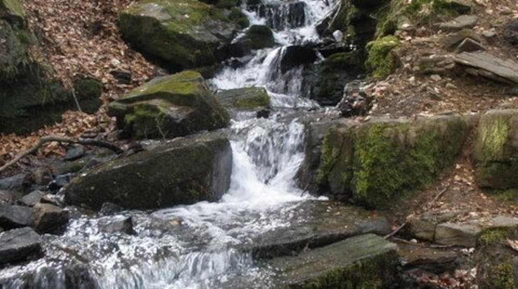 Una pequeña cascada en un área boscosa con rocas cubiertas de musgo y hojas caídas.