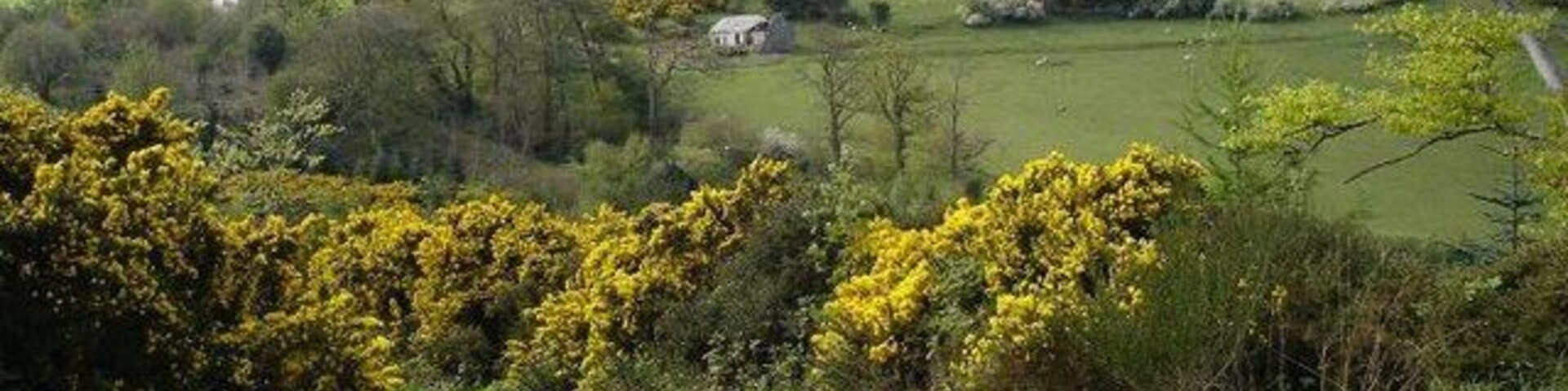 Un paisaje rural con colinas ondulantes, árboles dispersos y arbustos de flores amarillas.