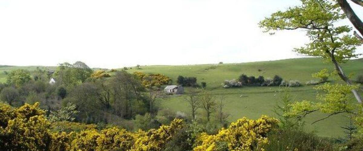 A rural landscape with rolling hills, scattered trees, and yellow flowering bushes.
