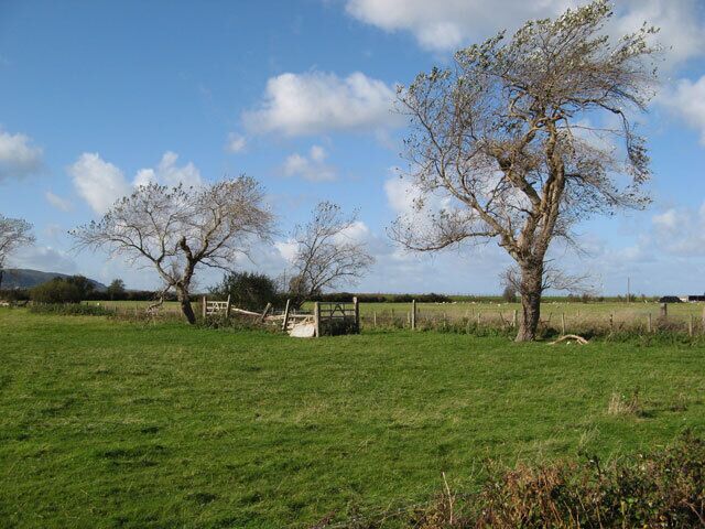 Wind-blown poplars Bedraggled and almost leafless trees by the drainage ditch near to the crossing of Gors Road. The name Gors comes from the Welsh word Cors (with mutation) meaning bog or swamp, indicating the historical wetness of the area which is barely a metre or two above sea level and prone to flooding.