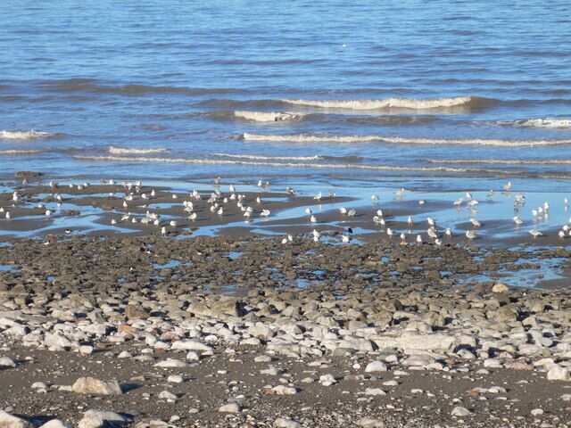 Gulls on the beach at Llanddulas