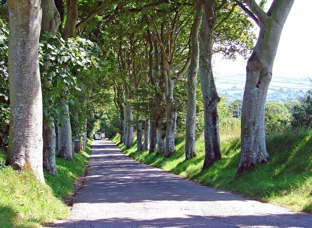 Una carretera bordeada de árboles con un sendero de hierba al lado.