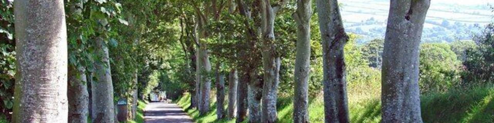 Una carretera bordeada de árboles con un sendero de hierba al lado.