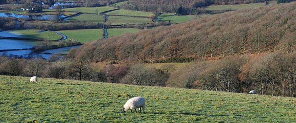 Grazing near Pantmawr On a fine and very cold first day of winter, sheep graze on slopes still showing signs of frost. In Dyffryn Rheidol beyond, heavy frost still lingers on the left, under north-facing slopes.