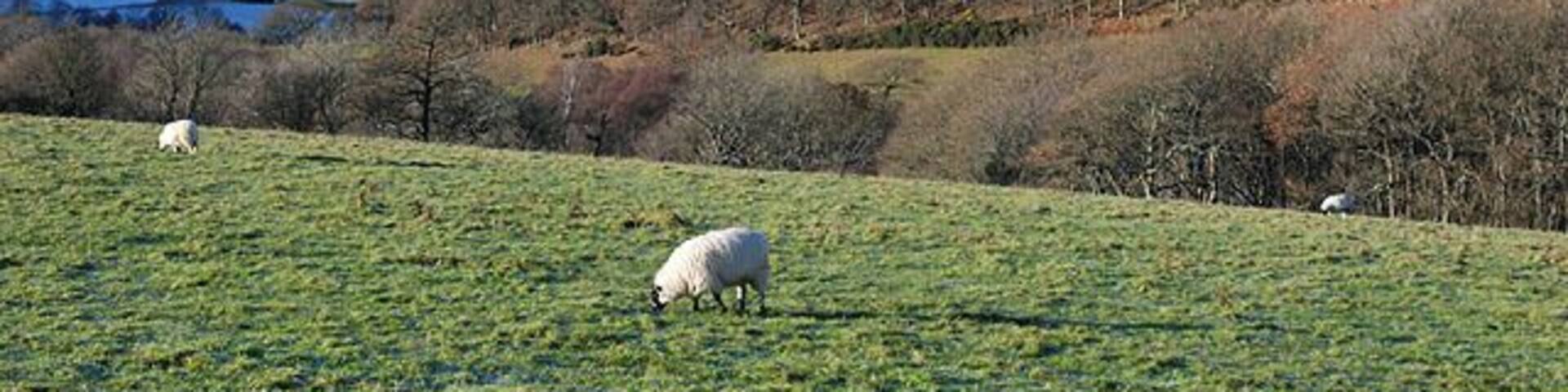 Grazing near Pantmawr On a fine and very cold first day of winter, sheep graze on slopes still showing signs of frost. In Dyffryn Rheidol beyond, heavy frost still lingers on the left, under north-facing slopes.