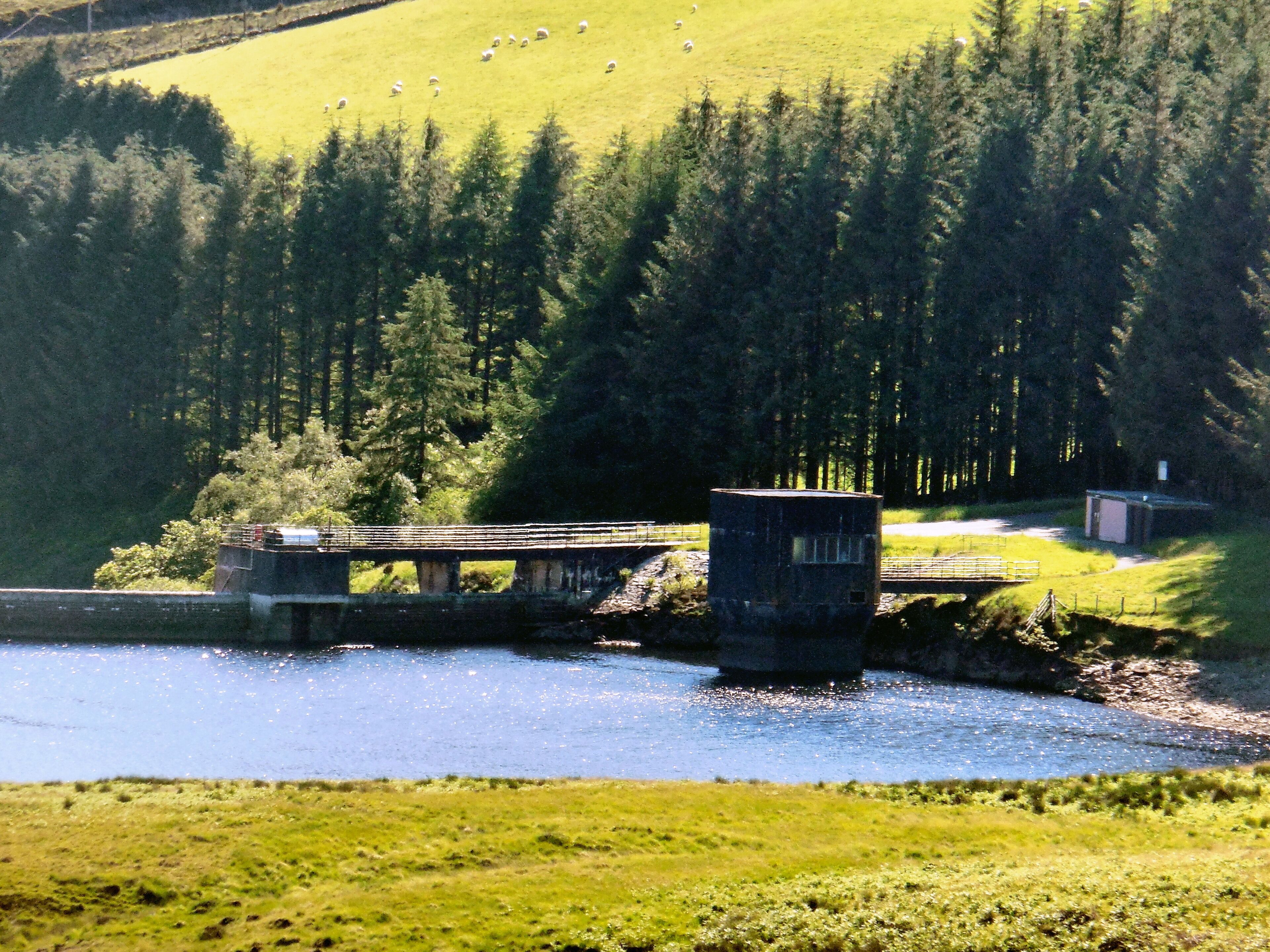 A bridge over a river, surrounded by a forest and a grassy field with sheep.