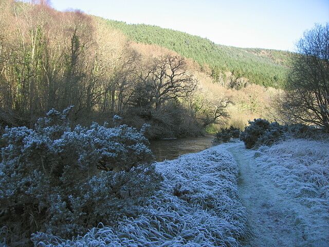 Island in the Afon Ystwyth, Grogwynion The gravel banks in the Afon Ystwyth at Grogwynion are rich in heavy metals due to past mining activity on the adjacent hillsides. This prevents many plant species which would normally populate such areas from getting hold here. As a result, the island is covered mostly in gorse, heather, and some hardy broadleaved grass. Wolf spiders can also be found in great numbers in this habitat. Cwm Ystwyth runs east to west in this area, which means that the sun never reaches the valley bottom in winter. This impressive display of hoarfrost was the result during an early December cold spell.