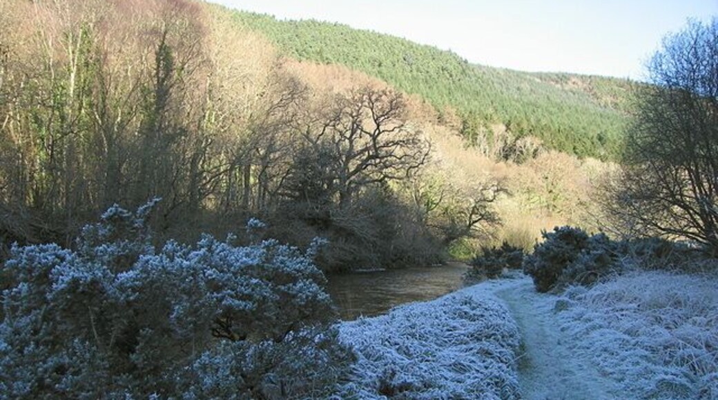 Island in the Afon Ystwyth, Grogwynion The gravel banks in the Afon Ystwyth at Grogwynion are rich in heavy metals due to past mining activity on the adjacent hillsides. This prevents many plant species which would normally populate such areas from getting hold here. As a result, the island is covered mostly in gorse, heather, and some hardy broadleaved grass. Wolf spiders can also be found in great numbers in this habitat. Cwm Ystwyth runs east to west in this area, which means that the sun never reaches the valley bottom in winter. This impressive display of hoarfrost was the result during an early December cold spell.