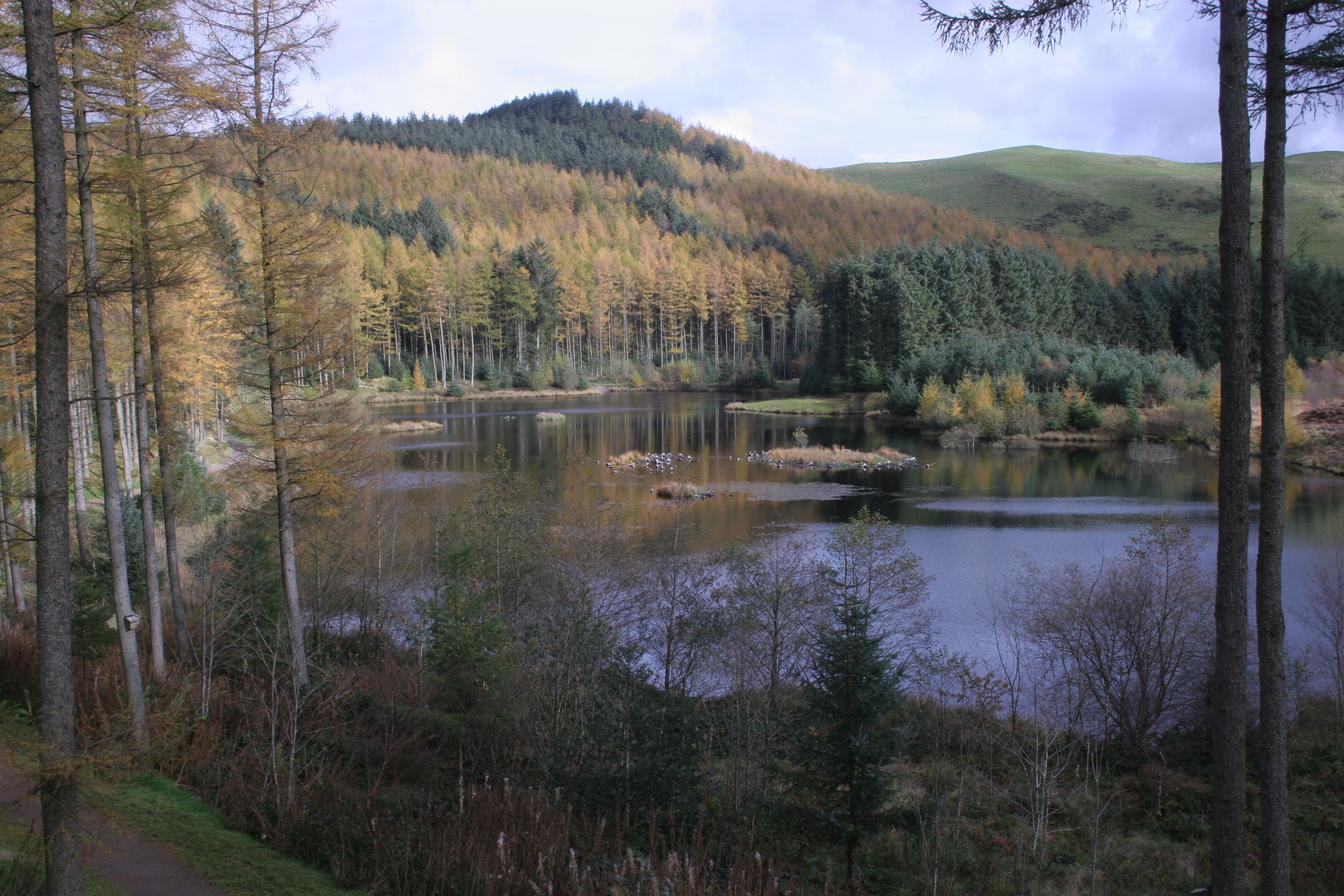 A forested landscape with a lake, trees, and a hill in the background.