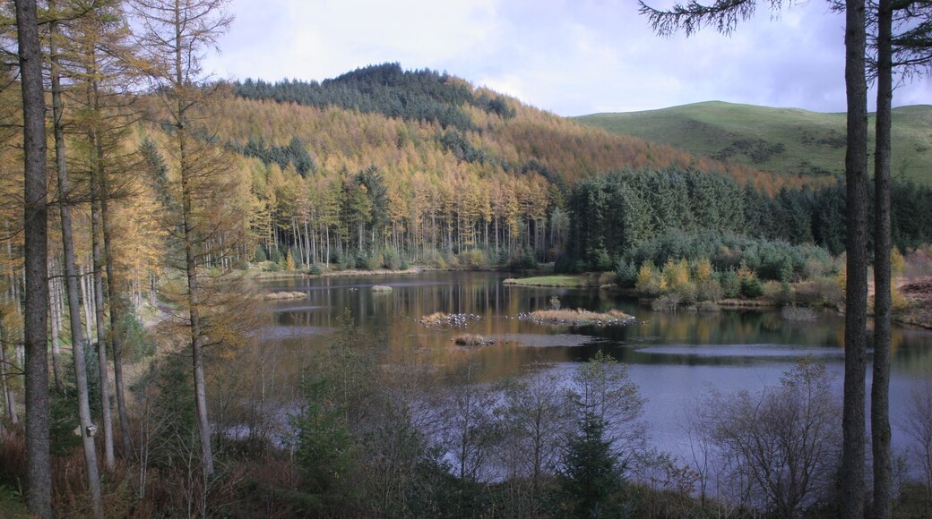 A forested landscape with a lake, trees, and a hill in the background.
