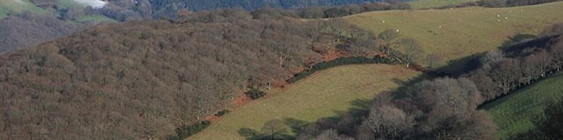 Grazing on the hill On the last day of 2009, sheep on the steep north-facing slopes below Pisgah find what sun they can, while spared the snow which has covered the heights further inland.