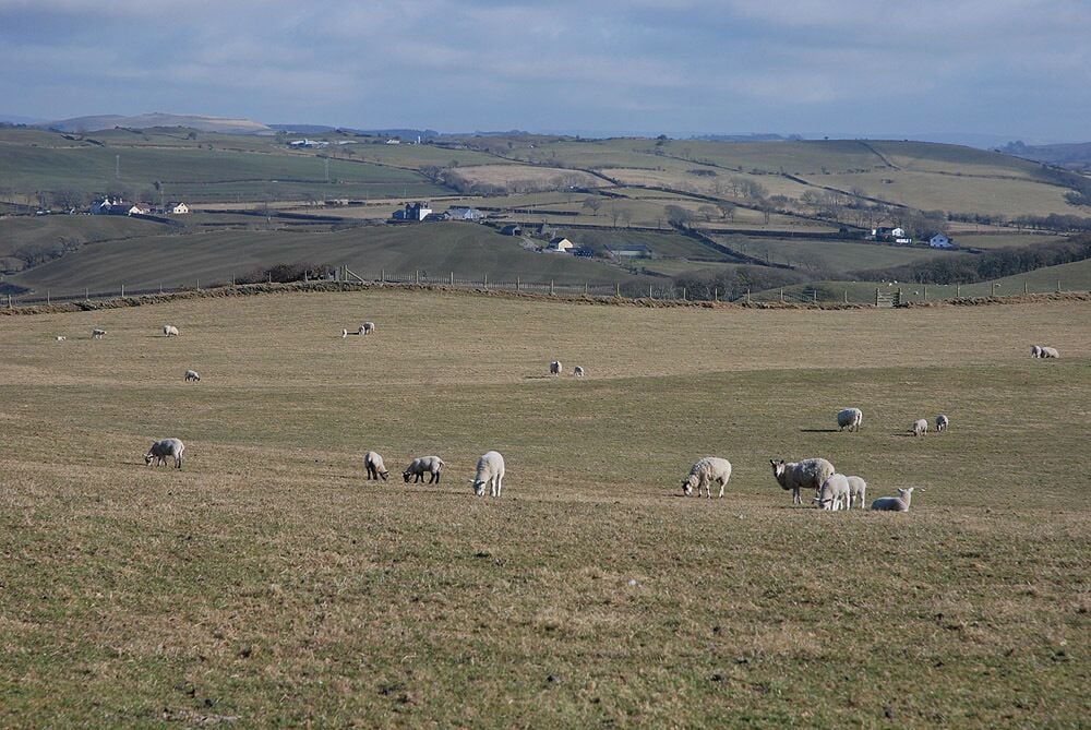 Grazing near Troed-y-foel farm Grazing on the uplands south of Abersytwyth.