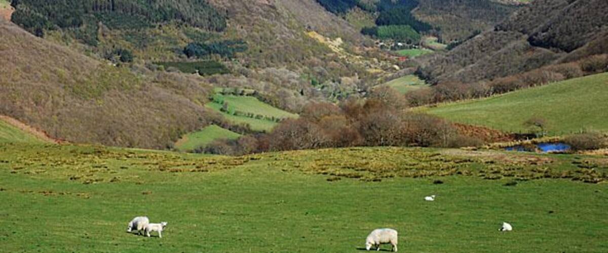 A green valley with sheep grazing, rolling hills, and a small body of water.