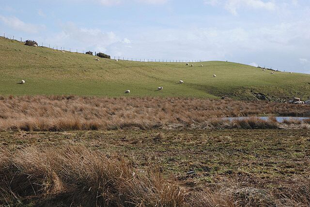Grazing on the hill Sheep graze drier slopes, above marsh in which an artificial pond has been created.