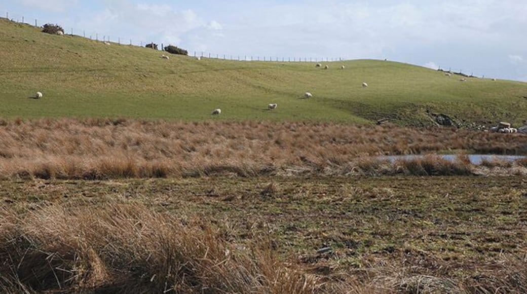 Grazing on the hill Sheep graze drier slopes, above marsh in which an artificial pond has been created.