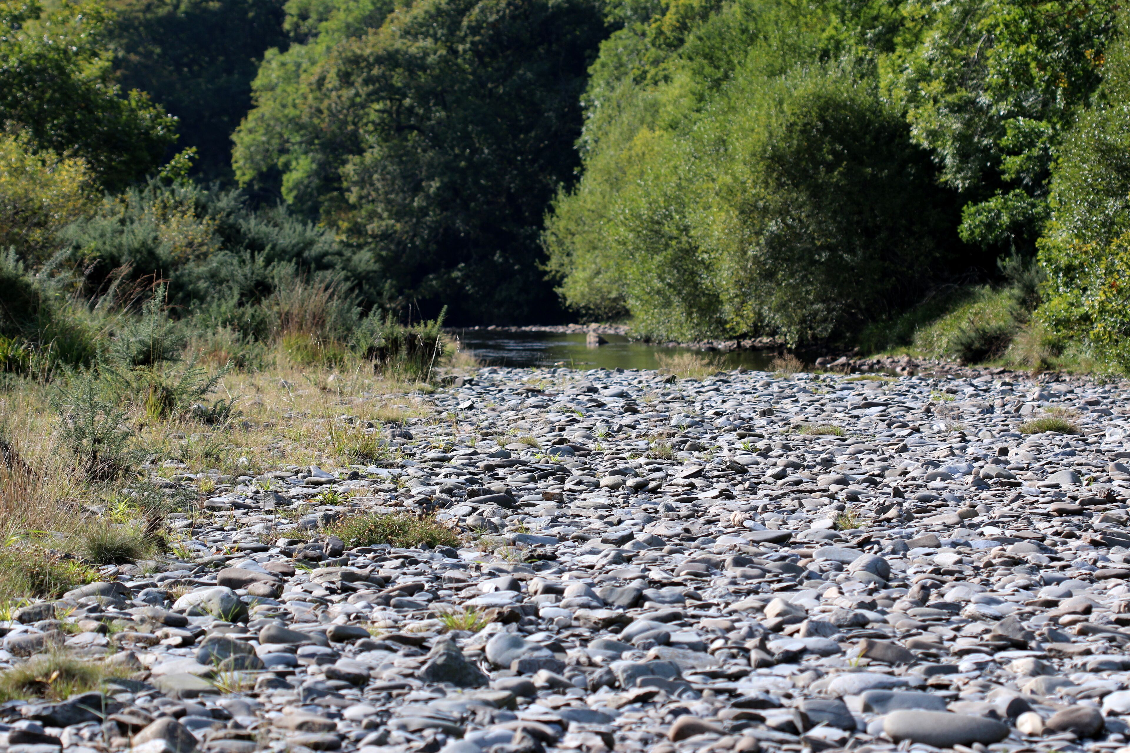 Grogwynion nature reserve, Ceredigon, Wales
