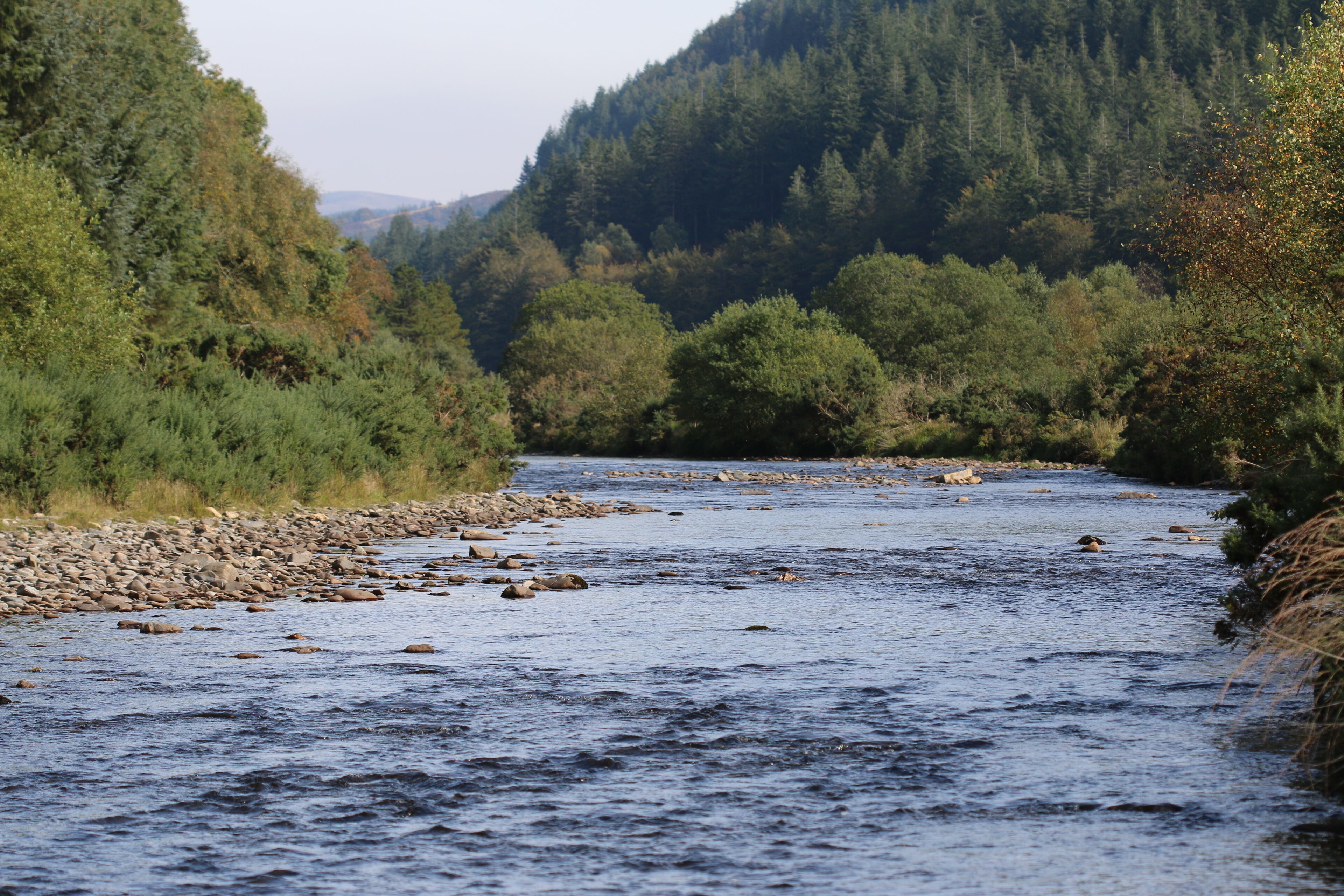 A river flowing through a forested valley with rocky banks and dense trees.