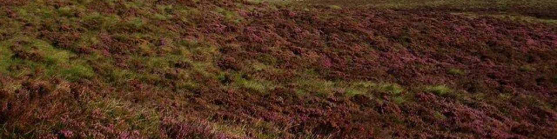 Foel Figenau Taken on hill bagging trip.