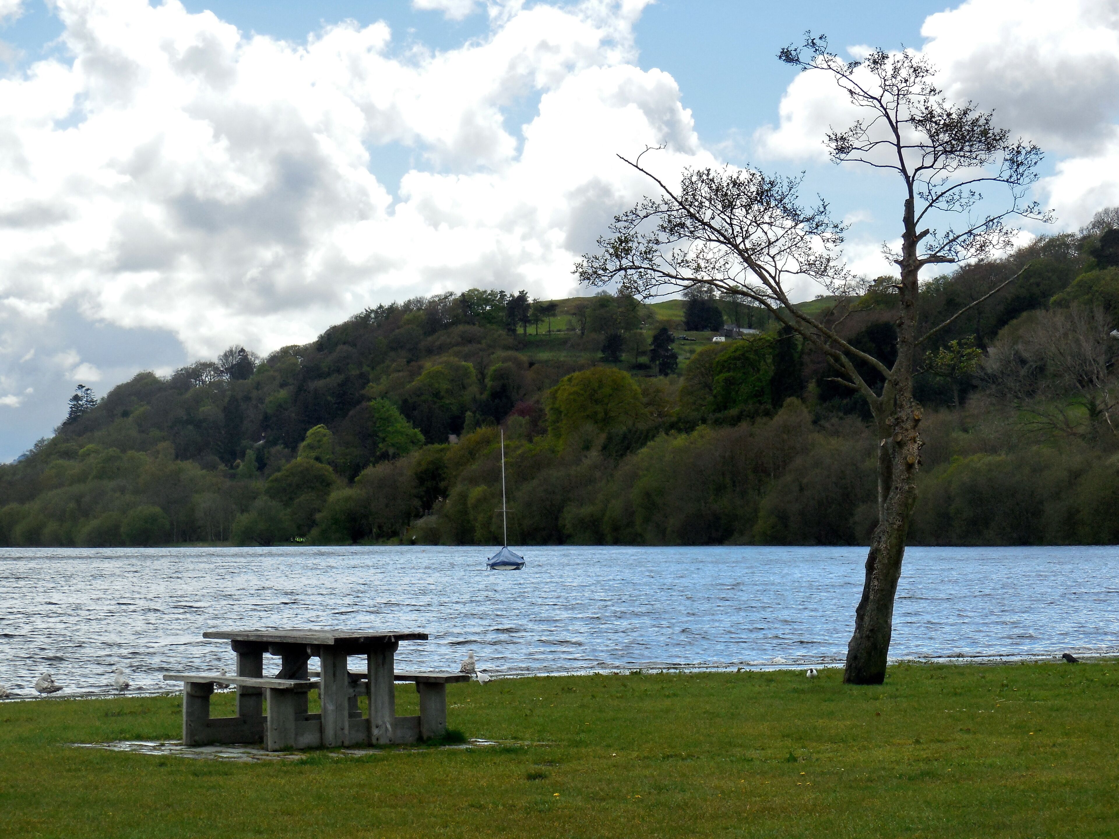 A lakeside picnic area with a bench, a tree, and a sailboat in the distance.