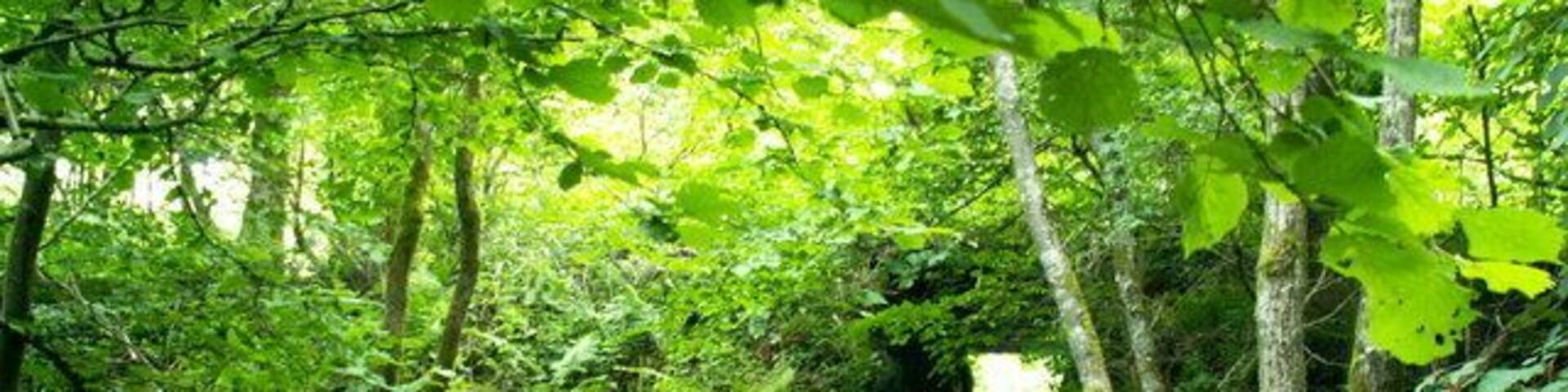 Tunnel A tunnel under the long closed Bala to Dolgellau railway at the National Whitewater centre.