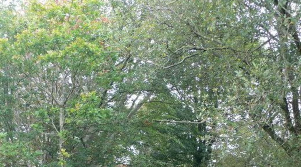 Farm track near Rhyduchaf