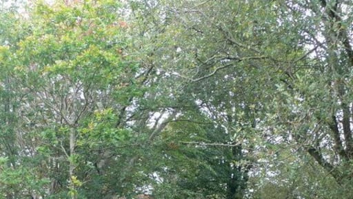 Farm track near Rhyduchaf