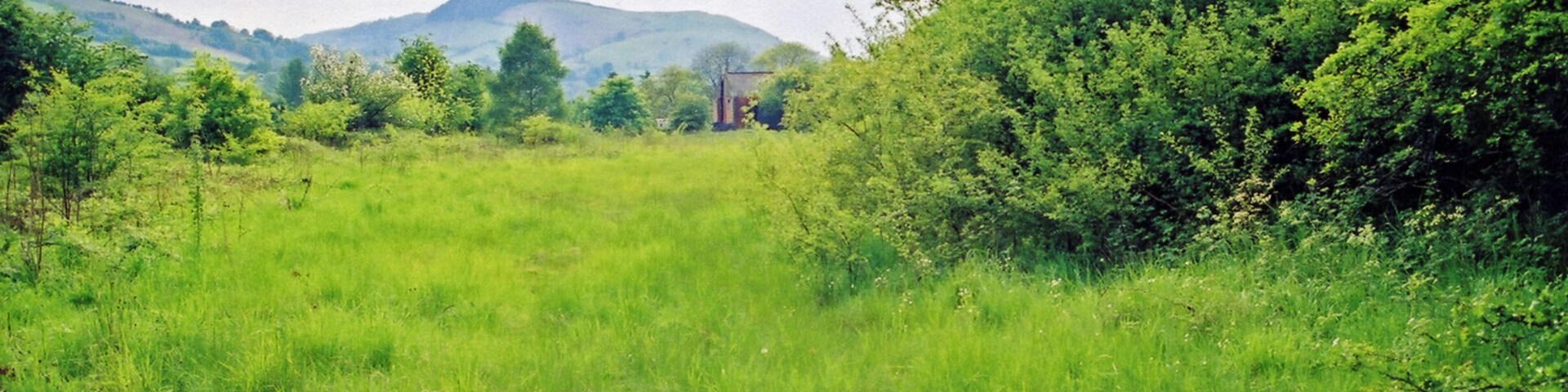 Um campo gramado com árvores e uma montanha ao longe.