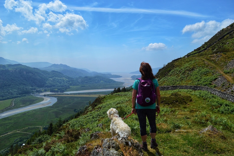 Taking in the view overlooking the Mawddach Estuary with Poppy dog