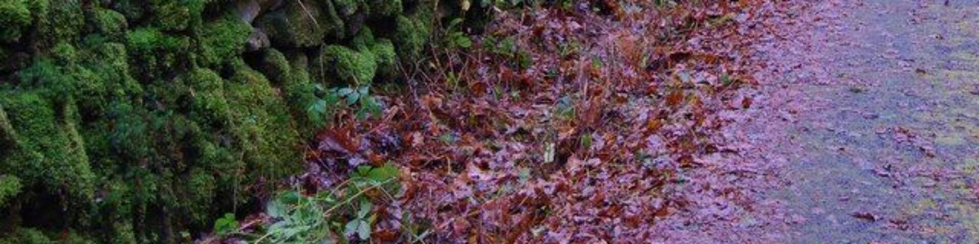 Beautiful stone dyke This dyke is looking good with its great coat of mosses and algae indicating a positive environment in this area.