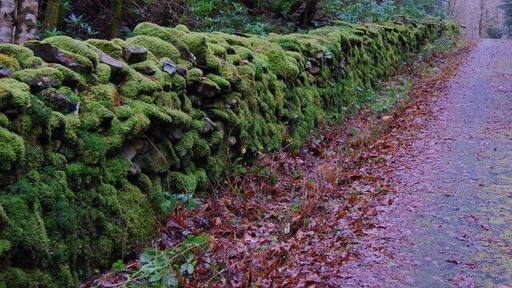 Beautiful stone dyke This dyke is looking good with its great coat of mosses and algae indicating a positive environment in this area.