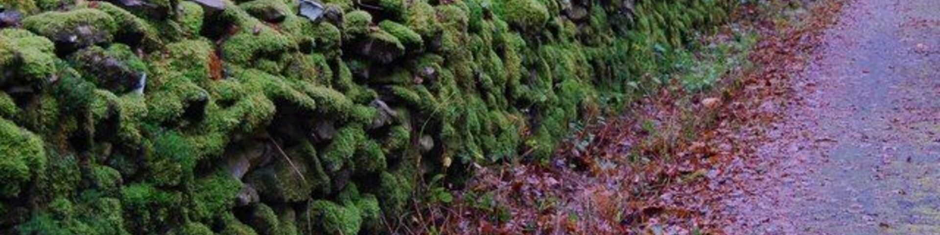 Beautiful stone dyke This dyke is looking good with its great coat of mosses and algae indicating a positive environment in this area.