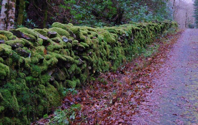 A moss-covered stone wall beside a leaf-covered path in a forest.