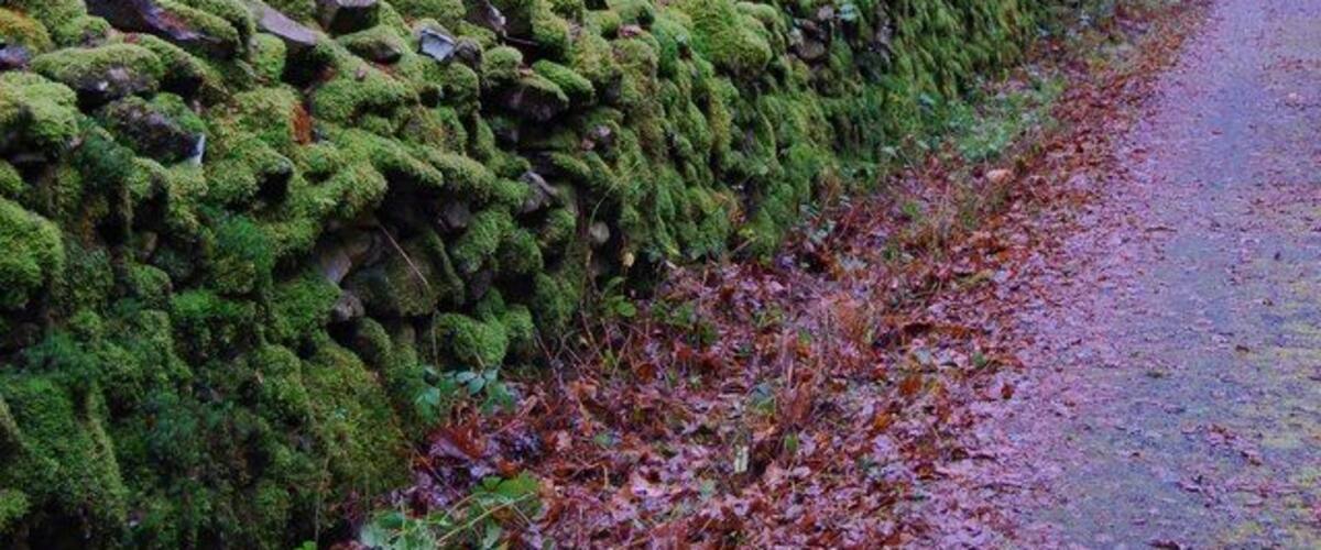 A moss-covered stone wall beside a leaf-covered path in a forest.
