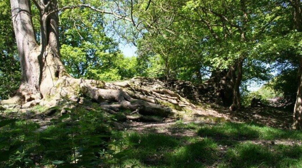 Roots of the castle Trees are growing around most of the walls at Aberedw Castle adding to its further destruction.