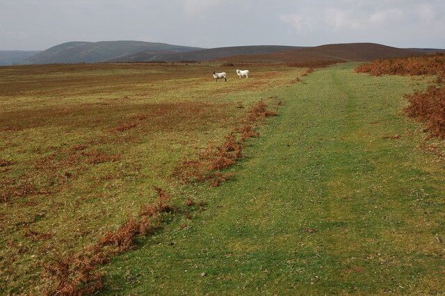Sheep on Llanbedr Hill Llanbedr Hill is a large expanse of upland grazing to the north and Llanbedr. View to the west.