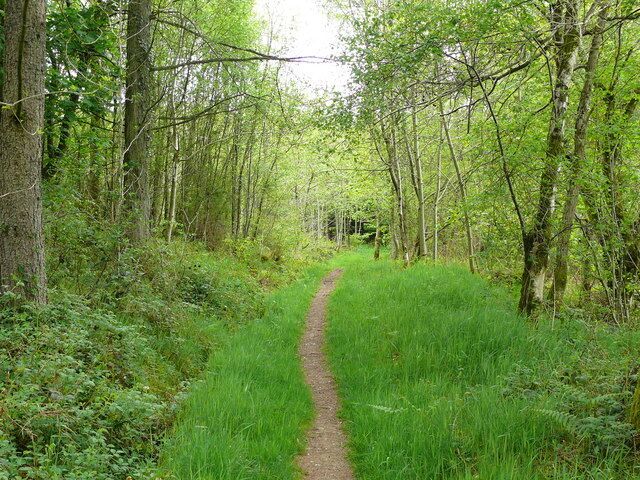 Coed Estyn / Estyn Wood Llwybyr Dyffryn Gwy yng Nghoed Estyn / Wye Valley Walk in Estyn Wood.