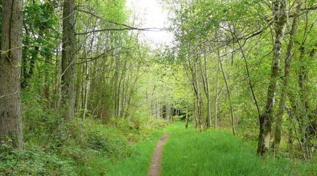 Coed Estyn / Estyn Wood Llwybyr Dyffryn Gwy yng Nghoed Estyn / Wye Valley Walk in Estyn Wood.