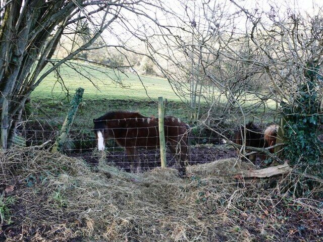 Plenty of food... ...if I can just get my head through the fence. That farmer is such a tease.