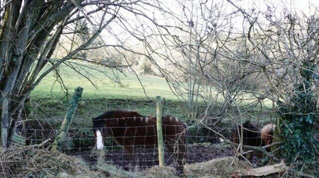 Plenty of food... ...if I can just get my head through the fence. That farmer is such a tease.