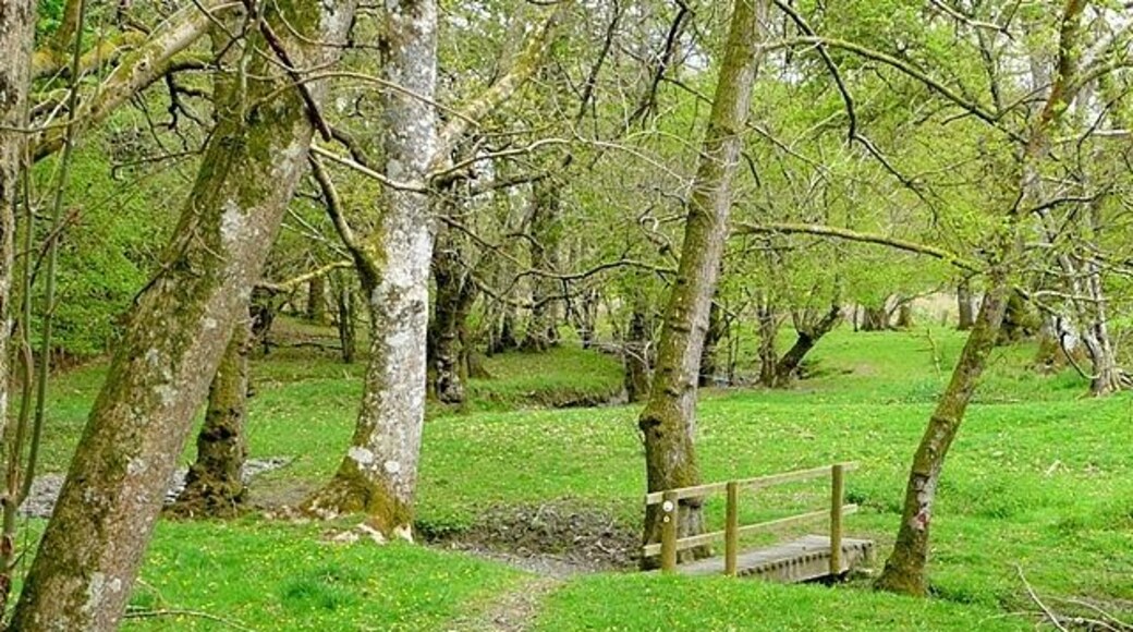 Near Bryn-wern Hall The Wye Valley Path leaves the river at this point and heads inland through light woodland for a while.