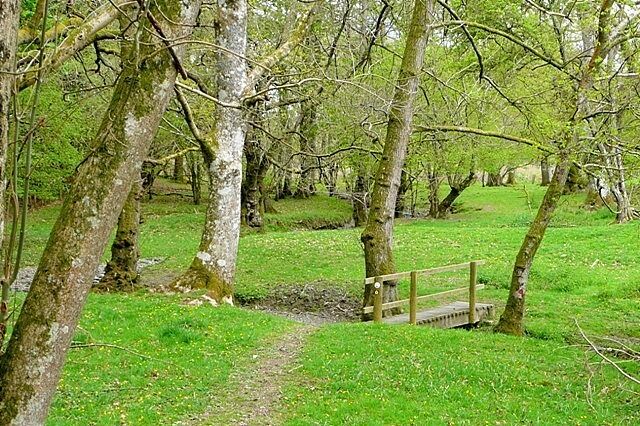 A forested area with a wooden bridge over a small stream.