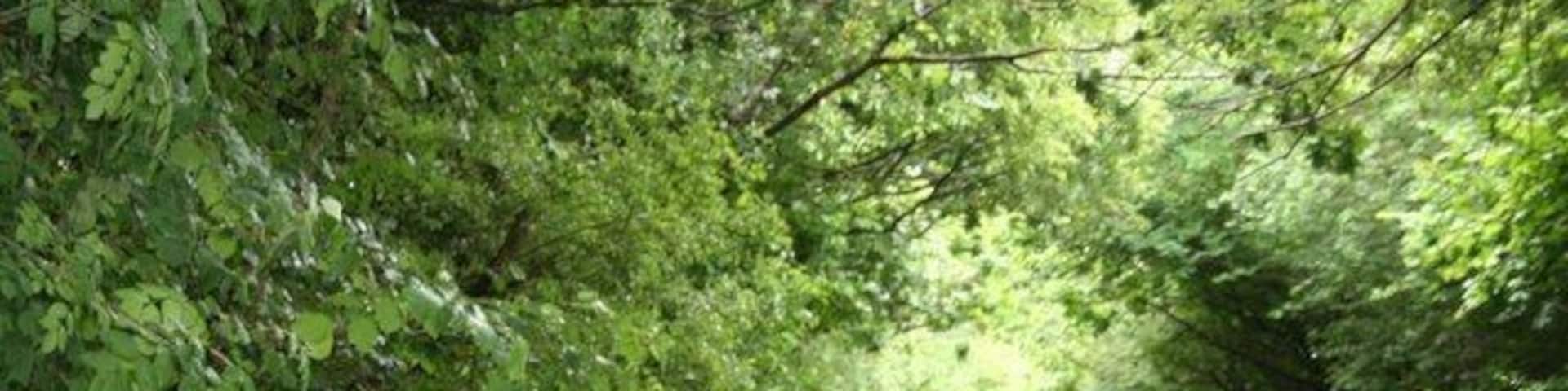 Through the woods Road runs through a wooded canopy before it gets to the S bends