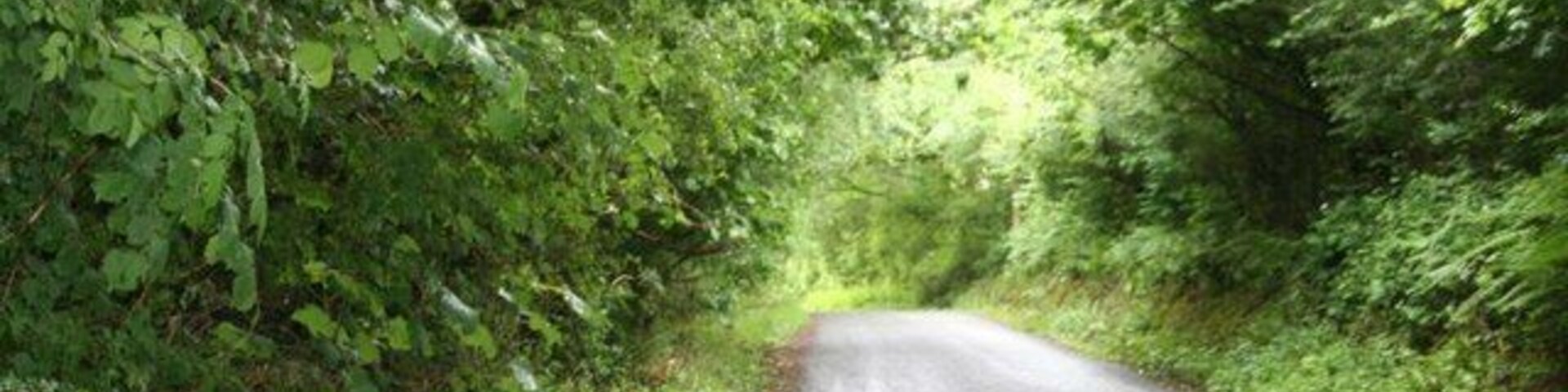 Through the woods Road runs through a wooded canopy before it gets to the S bends