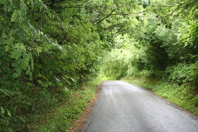 A narrow road surrounded by dense green foliage.