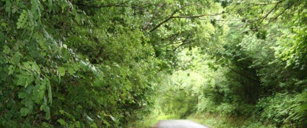 A narrow road surrounded by dense green foliage.